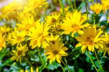A Yellow Daisy Blooms In The Country Garden