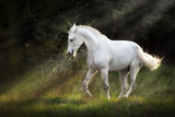 Fototapeta Konie - White horse make piaff on sunlight