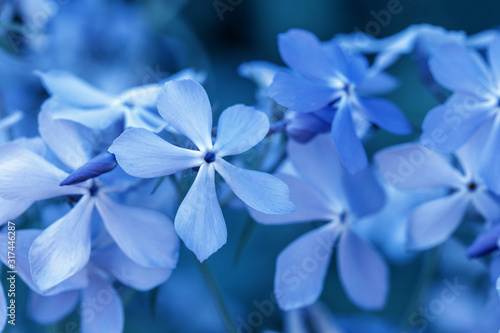 phlox-divaricata-wild-sweet-william-woodland-phlox-wild-blue-phlox