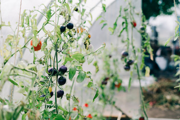 summer greenhouse with lots of young colorful tomatoes