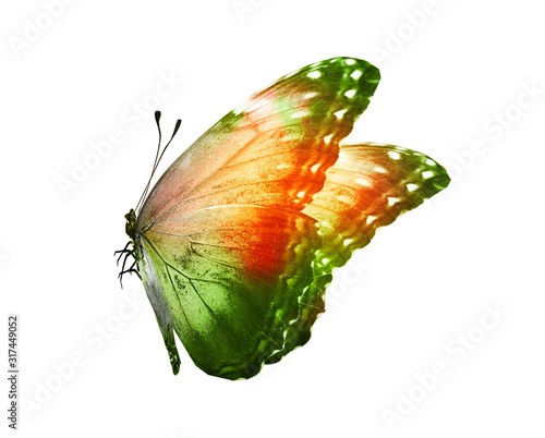 Fotografía Color butterfly , isolated on white background