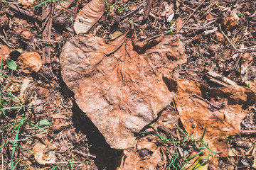 A dry and rotten leaf on the ground seen from above.