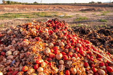 Vegetables Thrown Into A Landfill, Rotting Outdoors.
