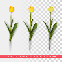 Yellow Tulips Set On Transparent Background. Realistic Vector Illustration