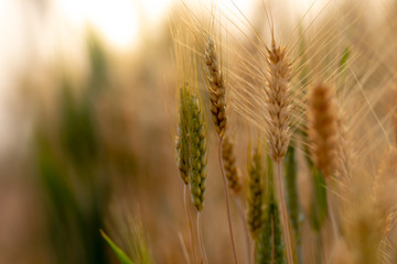 Wheat crop field. Ears of golden wheat close up. Ripening ears of wheat field background. Rich harvest Concept.