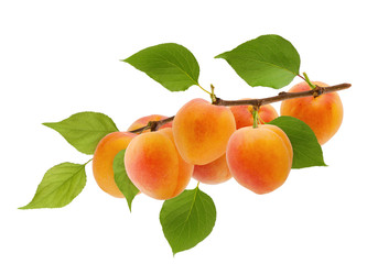 isolated apricot. ripe yellow apricot fruit on tree branch with green leaves isolated on white backg