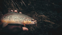 Brown Trout In The Hand Of A Fisherman. Spinning Fishing.