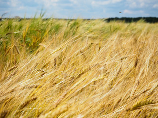 Golden ears of rye on the field