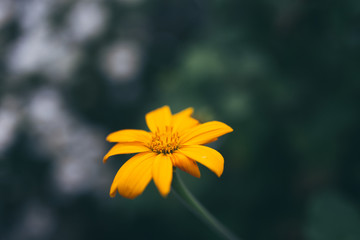 yellow flower in the garden