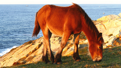 Horse grazing on the coast of the Cantabrian Sea at sunset