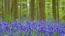 Panning Shot Of Beech Forest With Bluebells (Endymion Nonscriptus) Flowering In Spring, Hallerbos, Belgium, April
