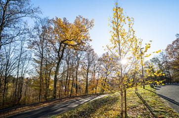 Wall Mural - Colorful autumn Park with trees in Wiesbaden, Germany