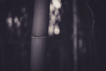 Beautiful Bamboo Forest With Bokeh In Black And White