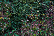 Ściana pokryta zielonymi liśćmi