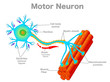 Motor neuron, motoneuron diagram. Transmission of the nerve signal from the neuron to the muscle by neuromuscular junction. Connect the muscle fiber. MND , ALS disease. Annotated. Vector illustration