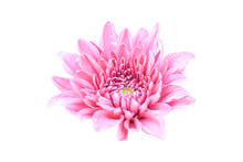 Pink Chrysanthemum Flower Isolated On White Background With Clipping Path.