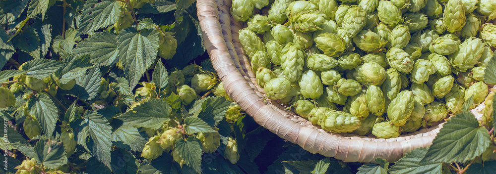 Cones of hops in a basket for making natural fresh beer, concept of brewing. Beautiful panoramic image, tinted. - obrazy, fototapety, plakaty 
