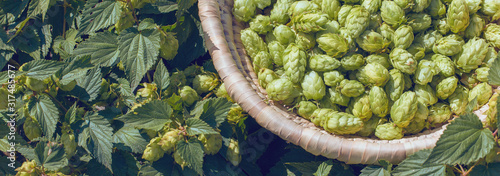 Fotografía Cones of hops in a basket for making natural fresh beer, concept of brewing