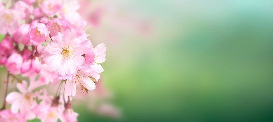 Canvas Print - Pink cherry tree blossom flowers blooming in springtime against a natural sunny blurred garden banner background of green bokeh.