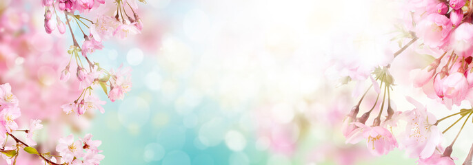 Wall Mural - pink cherry tree blossom flowers blooming in springtime against a natural sunny blurred garden banne