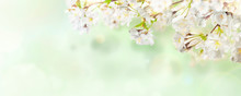 White Cherry Tree Blossom Flowers Blooming In Springtime Against A Natural Sunny Blurred Garden Banner Background Of Pale Green And White Bokeh.