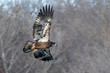 Bald eagle (Haliaeetus leucocephalus) young flying through autumn forest, Saylorville , Iowa, USA