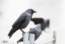 The Western Jackdaw (Coloeus Monedula), Also Known As The Eurasian Jackdaw, European Jackdaw, Or Simply Jackdaw, Is A Passerine Bird In The Crow Family. 