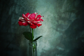 Sticker - Red rose valentine concept - still life bloom flower on vase in the dark background
