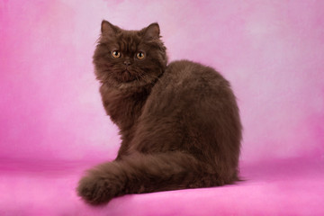 Poster - british kitten on color isolated background