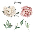 Peonies and leaves, watercolor, can be used as greeting card, invitation card for wedding, birthday and other holiday and  summer background