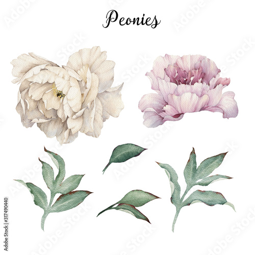 Peonies and leaves, watercolor, can be used as greeting card, invitation card...