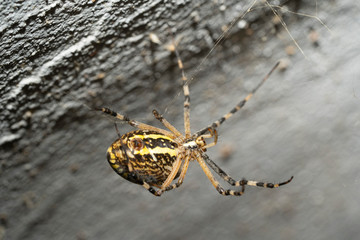 Spider on the wall of a house close-up