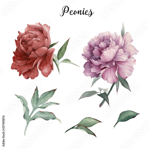Peonies and leaves, watercolor, can be used as greeting card, invitation card...