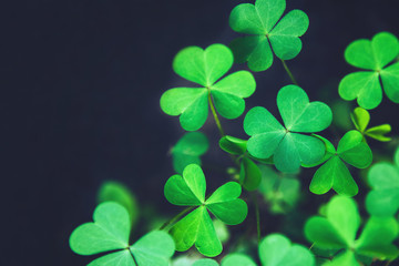 Close up of green fresh bright shamrock leaves on blurred dark background. Rural nature view. Spring Holiday floral backdrop. Spring St. Patrick's Day Clovers background. Open composition. Copy space.