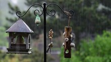 Songsbirds Feeding From Garden Bird Feeder During Rain Shower