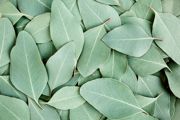 Wall Mural - Background/Texture made of green eucalyptus leaves. Flat lay, top view