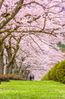 Fuji Reien Cemetery, Shizuoka, Japan in Spring