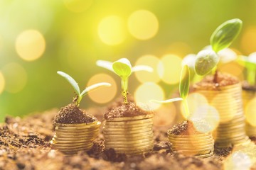 Poster - Coins in the soil with young plants on bokeh background