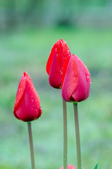 Fotomurales - Red tulip. Drops of spring rain on red tulips. Background close up, raindrops on flower.