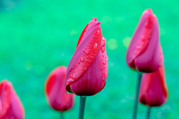 Fotomurales - Red tulip. Drops of spring rain on red tulips. Background close up, raindrops on flower.