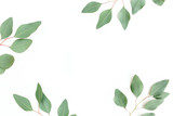 Fototapeta Natura - Leaves eucalyptus frame borders on white background with empty space for text. Flat lay, top view. floral concept