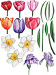 hand-drawn watercolor spring flowers. daffodils, tulips, irises, leaves. Frames, wreaths