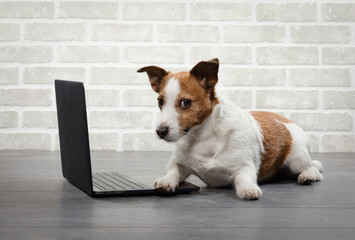 dog with a laptop. Pet at the office. Jack Russell Terrier at work in the office