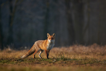 Wall Mural - portrait of a beautiful fox