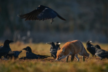 Wall Mural - hunting fox surrounded by ravens