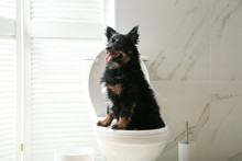 Cute Dog Sitting On Toilet Bowl In Modern Bathroom