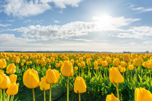 Backlit Yellow Flowers In Bloom At The Skagit Tulip Festival