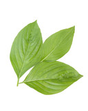 Fototapeta Koty - Sweet Basil, Thai Basil Leaves isolated on white background. This has clipping path.