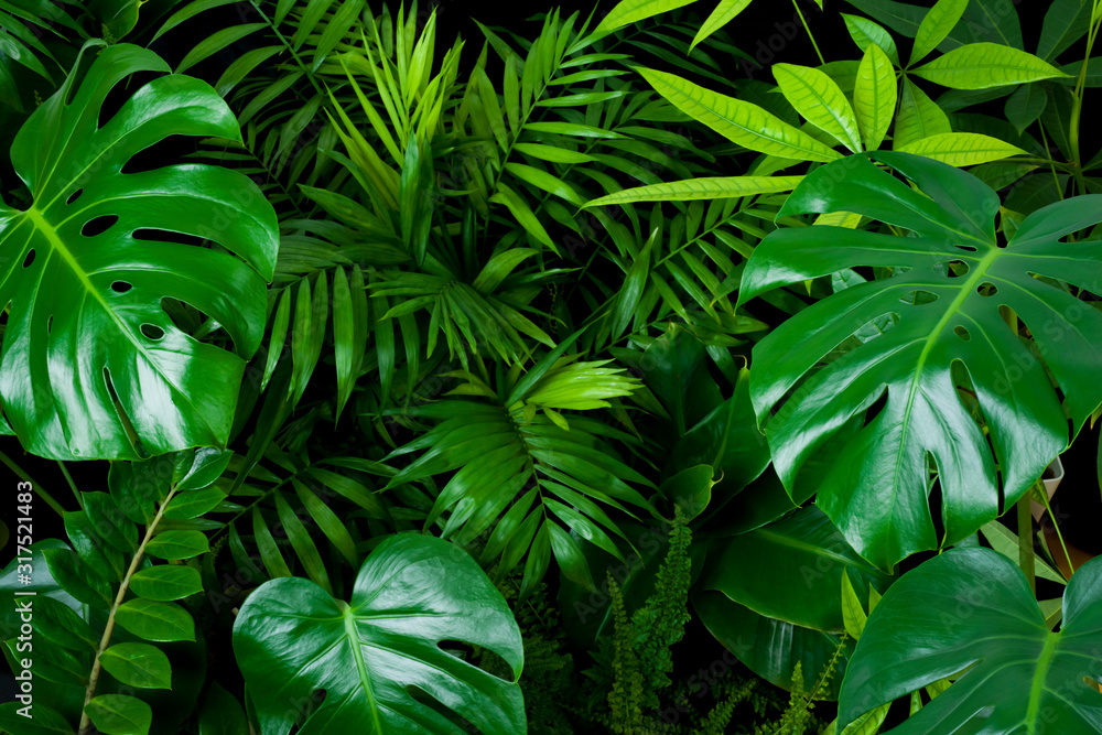 Dark green foliage nature background from clean tropical plant leaves - obrazy, fototapety, plakaty 
