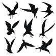 © Diana - Seagull silhouette set. Vector illustration